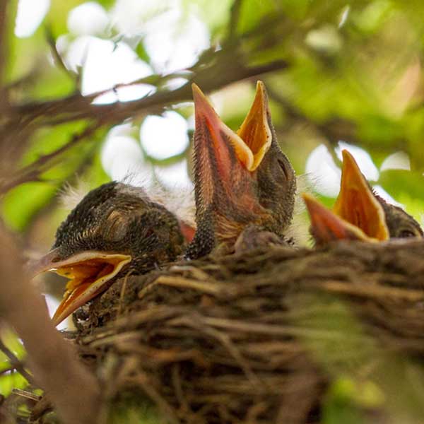 Saving Bird B